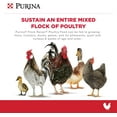 thumbnail image 2 of Purina | Flock Raiser Crumbles Poultry Feed | 50 Pound (50 LB) Bag, 2 of 5