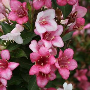 Weigela-Czechmark-Trilogy - QT Pot (Shrub) - Walmart.com - Walmart.com