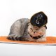 thumbnail image 3 of Disfraz de Bruja Accesorios Morados Disfraces de Halloween Sombrero de Cappy Disfraz de Gato Disfraz de Perro Morado Sombrero de Perro Sombrero de Halloween para Perros Halloween para Mascotas, 3 of 4