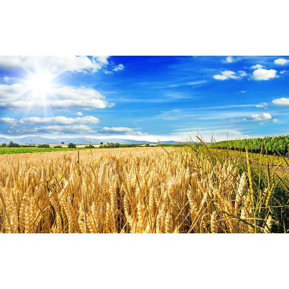 100 Common BARLEY Hordeum Vulgare Grain Grass Cover Crop Beer Seeds