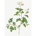 thumbnail image 3 of Redoute, Pierre Joseph 12x14 Black Modern Framed Museum Art Print Titled - White Sweetbriar, Wild Rose of Valiant, Rosa rubignosa vaillantiana, 3 of 5