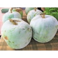 thumbnail image 3 of TomorrowSeeds - Giant Winter Melon Seeds - 20+ Count - For 2026 Planting Ash Wax Gourd White Skin, 3 of 11
