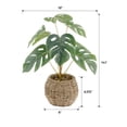 thumbnail image 2 of 15"H Split Leaf in 6" Basket, 2 of 5