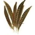 thumbnail image 2 of Midwest Design Imports, Inc. Ringneck Pheasant Feathers 6/Pkg, Natural, 2 of 2