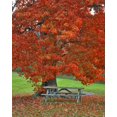 thumbnail image 2 of Terrill, Steve 26x32 White Modern Wood Framed Museum Art Print Titled - New York, West Park Bench under maple in autumn, 2 of 4