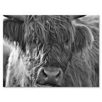 Designart ' Close Up Scottish Highland Cows Living On Moorland ' Farmhouse Canvas Wall Art Print