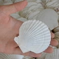 thumbnail image 3 of 25pcs Natural Scallop Shell, For Handmade Diy Production Handmade Diy Coloring Shell, 3 of 5