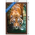 thumbnail image 2 of Tigre - Eau, 2 of 4
