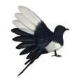 thumbnail image 1 of DOLITY Magpie Simulation Bird Animal Feathered Bird Model Bird Figurine Statue for Lawn 18cm Spread, 1 of 9
