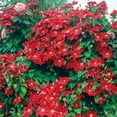 thumbnail image 2 of Direct Gardening Westerplatte Clematis Vine Dormant Bare Root Red Flowering Perennial Starter Plant, 2 of 3