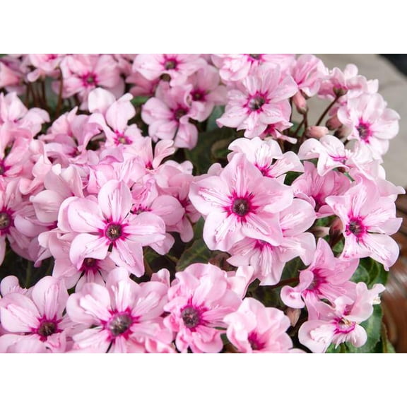 RedCrocus Cyclamen 'Illusia Pink' Live Plant - Winter-Blooming Florist Cyclamen for Indoor Pots & Shaded Porch Containers  4" Pot