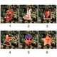 thumbnail image 5 of Adornos colgantes divertidos Barry Santa Barry Wood Meme Colgante navideño Árbol de Navidad de madera Adornos navideños, 5 of 5