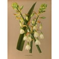 thumbnail image 2 of Arentine H. Arendsen 15x18 Black Ornate Wood Framed Double Matted Museum Art Print Titled - Hyacinth Candicans (1872-1881), 2 of 5