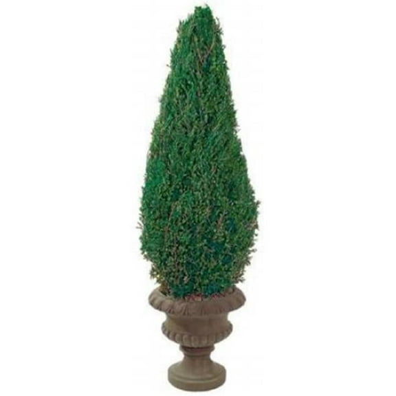 Forever Green Art CON020P 20 in. Preserved Cone in Paper Mache Pot