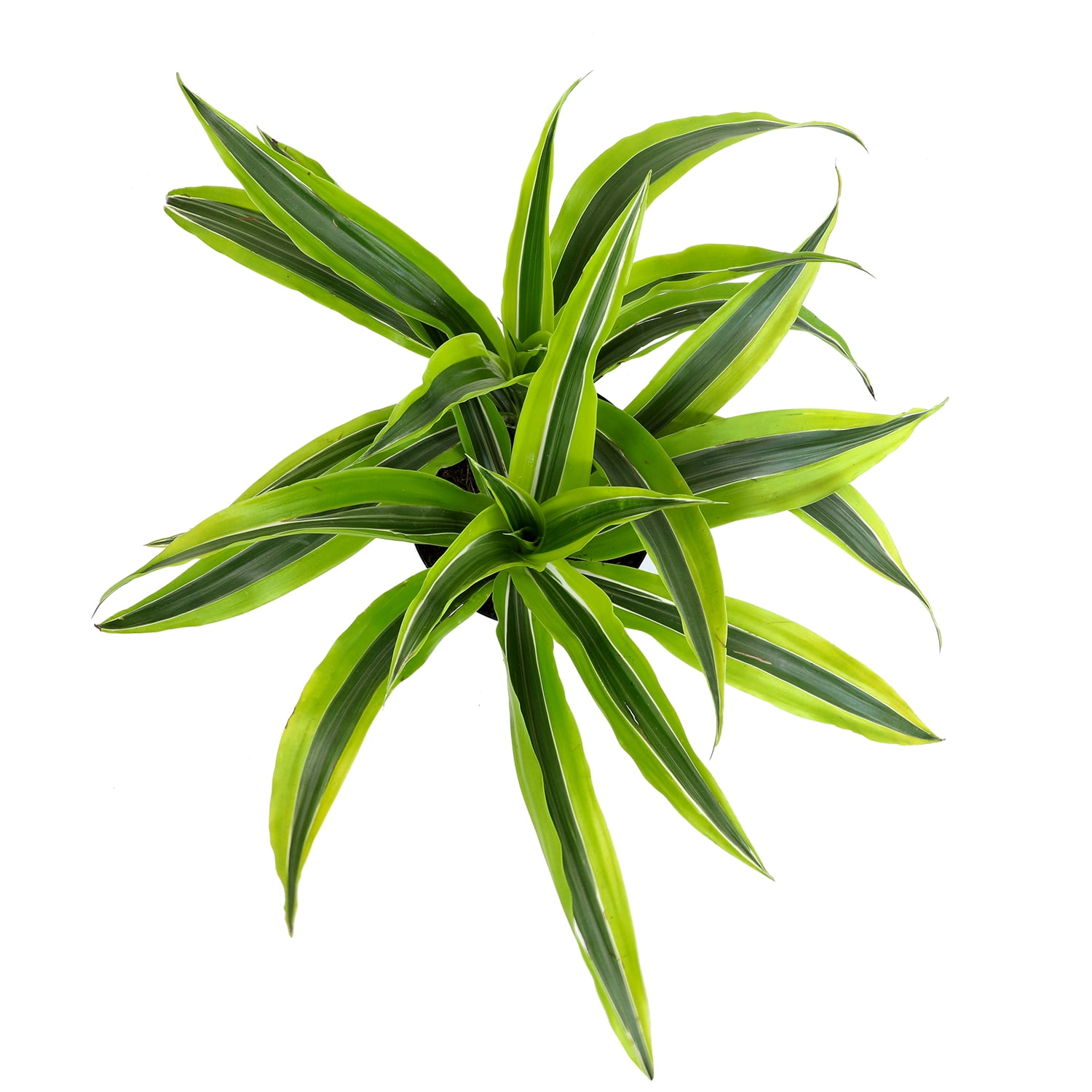 Expert Gardener Dracaena Dragon Tree, Easy Live Plant, 6 in Pot, Popular Houseplant, Full Sun