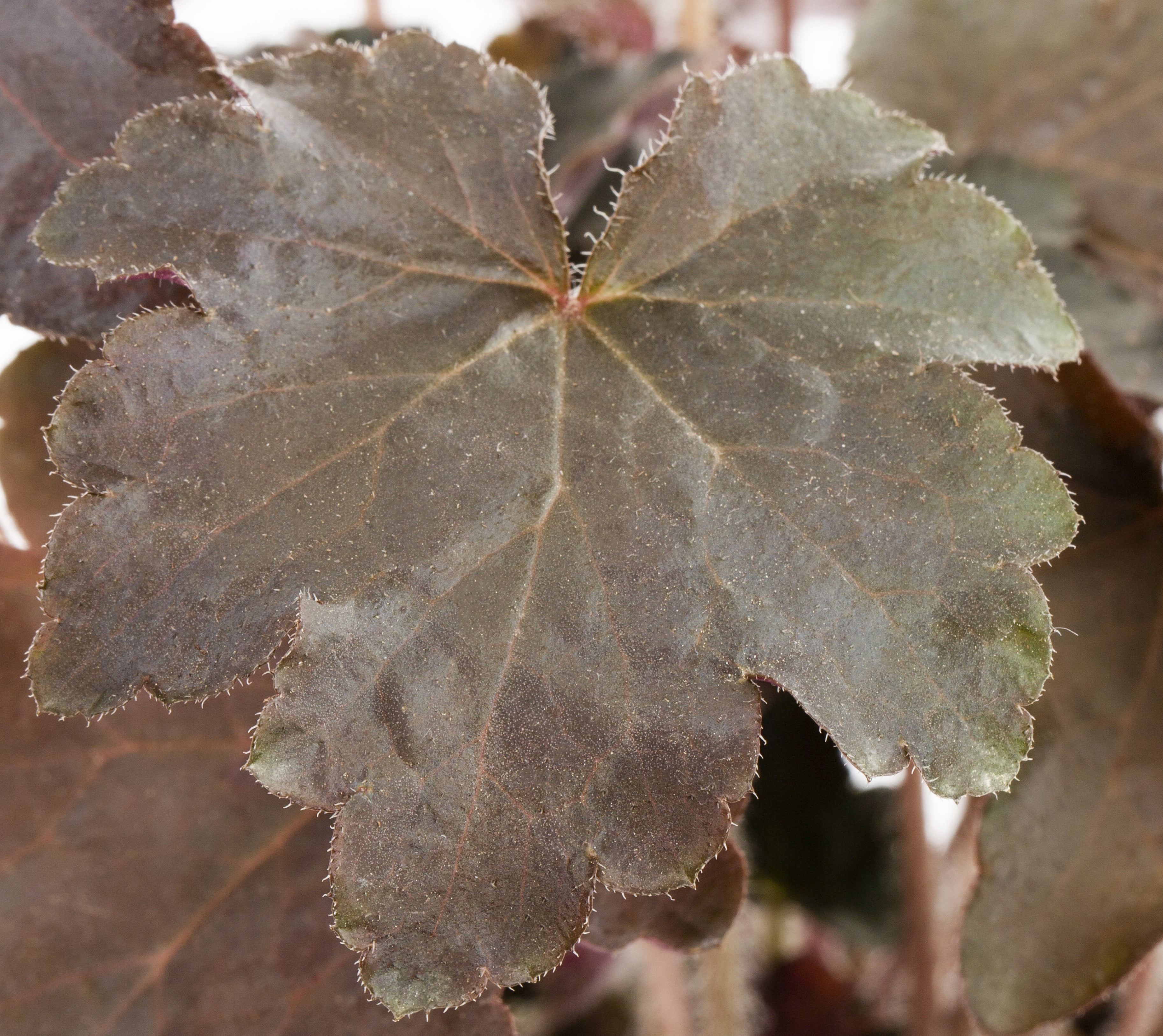 Expert Gardener Purple Heuchera Live Perennial Plant, 3-Pack, 2QT Grower Pots
