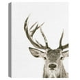 thumbnail image 4 of Fine Art Canvas Ciervo 1 Buck by The Studio Canvas Art Print, 4 of 4