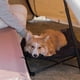 thumbnail image 4 of Cama elevada para perros y gatos Yeacher Cuna plegable para acampar aluminio, 4 of 8