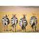 thumbnail image 2 of Ravensburger Rompecabezas Adultos: Momentos - Zebra 300 piezas blanco Estándar, 2 of 3