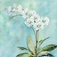 thumbnail image 2 of Robinson, Carol 26x26 White Modern Wood Framed Museum Art Print Titled - Sunlit Orchid, 2 of 4