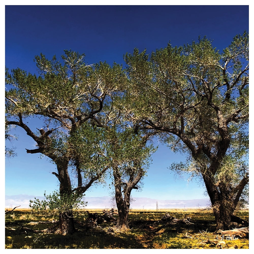 Tree Line by photographer Steven A. Heller - 14"x14" Canvas Artwork - Multi-Color 16 x 20
