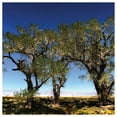 thumbnail image 3 of Tree Line by photographer Steven A. Heller - 14"x14" Canvas Artwork - Multi-Color 30 x 30, 3 of 5