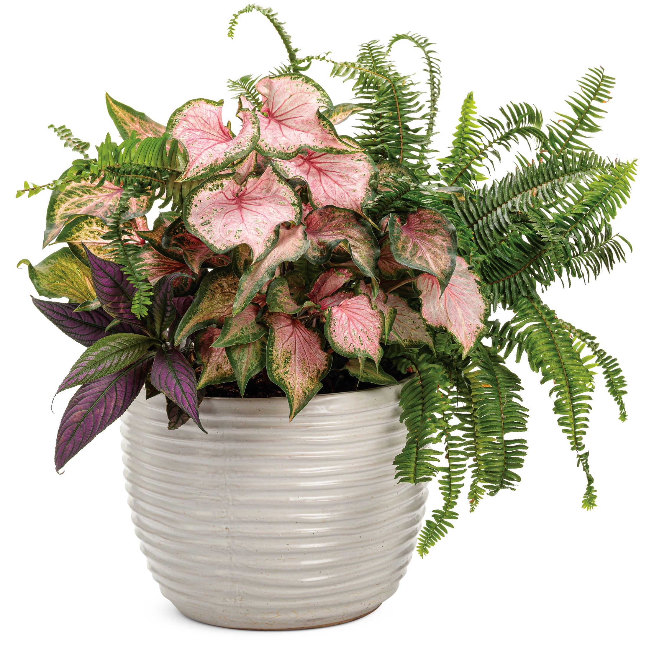 Proven Winners 8" 'Kimberley Queen' Australian Sword Fern Live Plant in 6.5" Pot