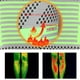 thumbnail image 5 of Calcetines Transpirables Para Fascitis Plantar Macarena con Manga de soporte de Compresión Gris L, 5 of 8