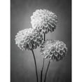 thumbnail image 3 of Frank, Assaf 12x14 Black Modern Framed Museum Art Print Titled - Three Dahlia flowers, 3 of 5