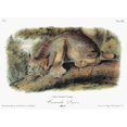 thumbnail image 2 of Audubon Lynx. Na Male Canada Lynx. Lithograph C1849 After A Painting By John James Audubon For His, 2 of 2