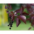 thumbnail image 5 of Purple Leaf Sandcherry, 5 of 9