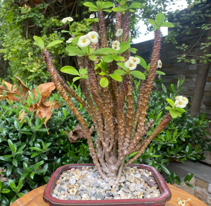 Crown of Thorns Plant, Euphorbia Milii Plant Live, Crown of Thorns Cactus Plant 4 to 7 Inches Height No Pot, Live Cactus Plant Indoor (White)
