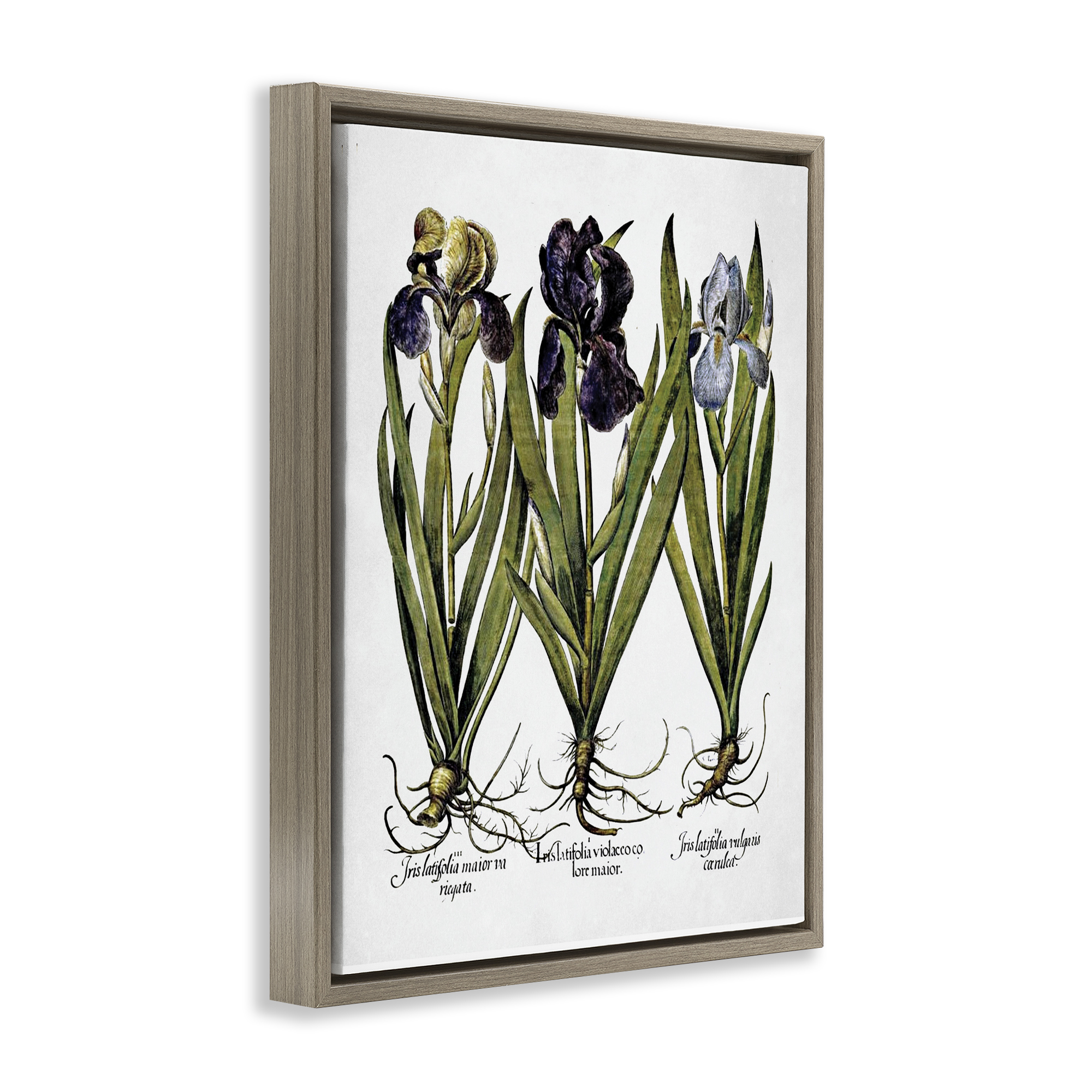 Stupell Industries Vintage Iris Studies Botanical & Floral Painting Brown Floater Framed Art Print Wall Art, 17 x 21