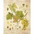 thumbnail image 2 of Nobleworks, Inc. 15x18 Black Ornate Wood Framed with Double Matting Museum Art Print Titled - Grapevine 3, 2 of 4