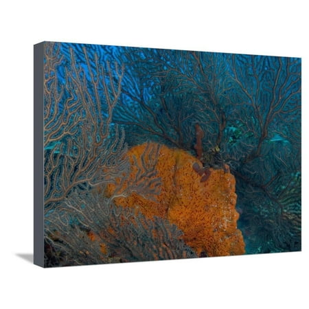 Preserved Sea Fan Deep Water Sea Fan and Encrusting Orange Sponge, Hol Chan Marine Preserve, Barrier Reef, Belize Stretched Canvas Print Wall Art By Stuart Westmoreland ()