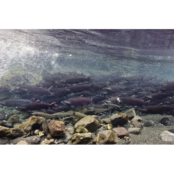 Vue Sous-Marine du Saumon Coho Migrant vers les Frayères d'Eau Douce, Ruisseau de Puissance, Près de Cordova, Affiche Alaska du Centre-Sud (17 x 11)