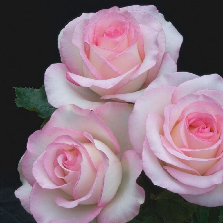 Heirloom Roses Moonstone™ 3' - 4' White Pink Hybrid Tea Rose