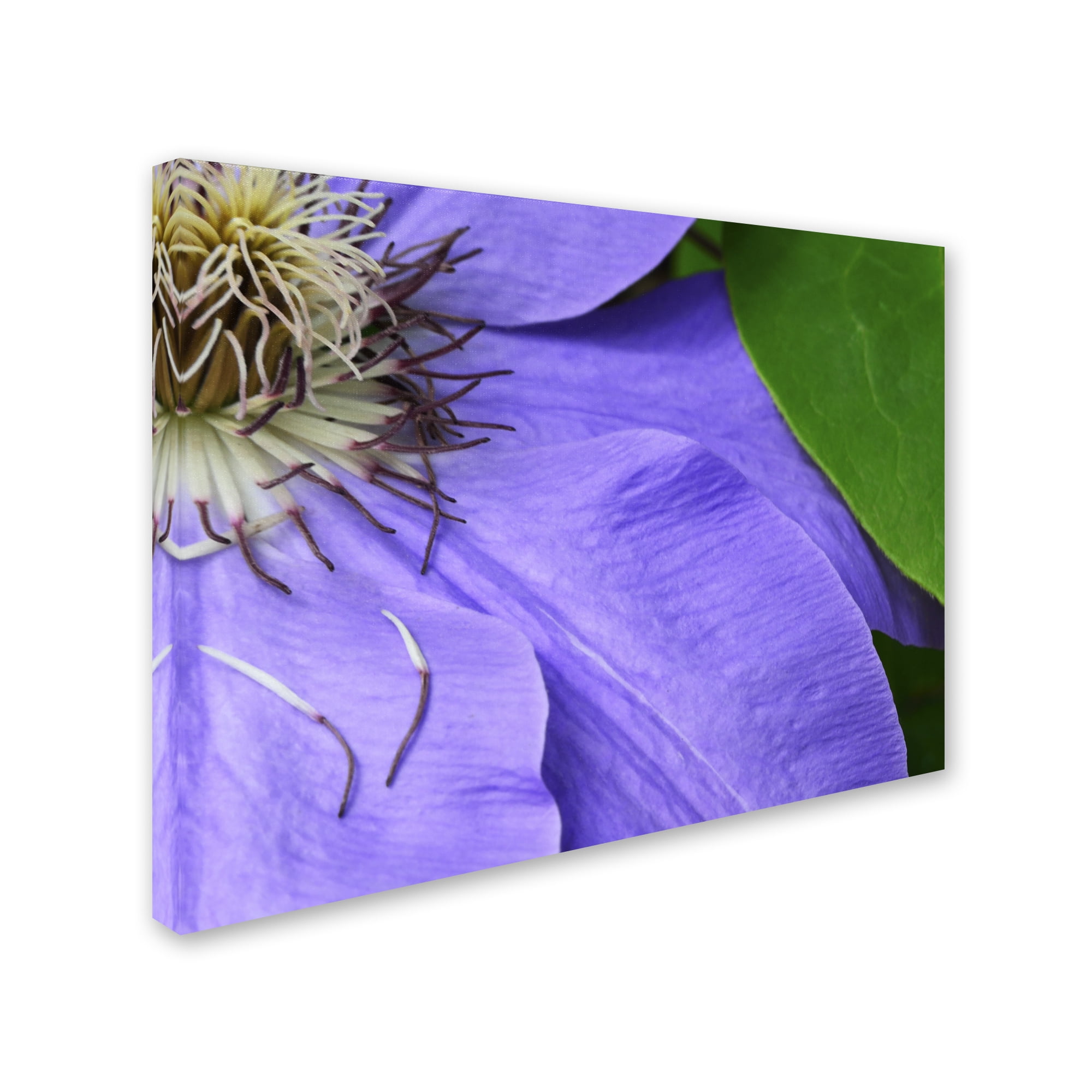 Trademark Fine Art "Clematis Abstract" Canvas Art by Kurt Shaffer