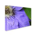 thumbnail image 2 of Trademark Fine Art "Clematis Abstract" Canvas Art by Kurt Shaffer, 2 of 3