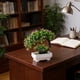 thumbnail image 5 of Plantas Decorativas En Macetas, Flores de Imitación, Muebles de Interior para El Hogar, Arreglos para La Mesa Del Comedor, Mueble de Tv para La Sala de Estar, Plantas En Macetas., 5 of 6