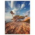 thumbnail image 2 of Sunrise with Old Tree at Peak - Landscape Photo Canvas Art Print, 2 of 3