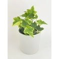 thumbnail image 2 of Algeriensis English Ivy Hedera Glacier Variegata - Live Air-Purifying Indoor Plant in Nursery Pot – Easy Care, Low Maintenance Houseplant for Home & Office Decor, Natural Air Cleaner, Best for, 2 of 13
