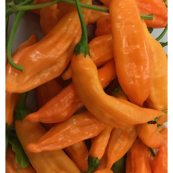 Sherwood's Seeds 10 Aji Naranja Gota Limon Kellu Uchu Chile Plant Seeds