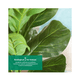 thumbnail image 4 of 2pz Plantas Hojas De Palma Y Monstera Decorativa 18 Hojas Belug Verde, 4 of 5