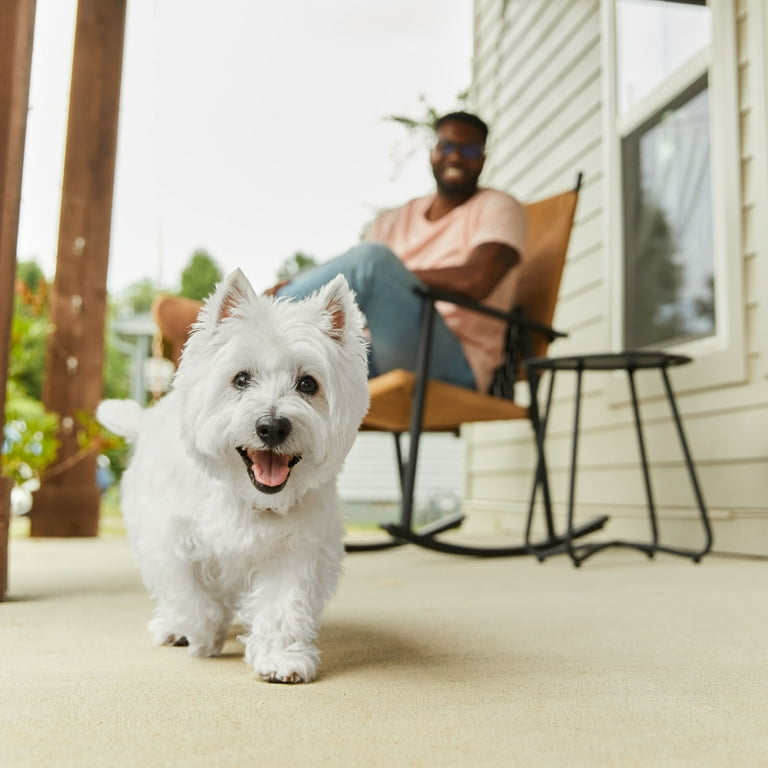 Westie Little Caesar Dog Breed West Highland Terrier What Kind Of