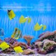 thumbnail image 1 of WASHWEPE 2Ud Acuario Hoja Artificial Para Betta Con Ventosas De Descanso Y, 1 of 6