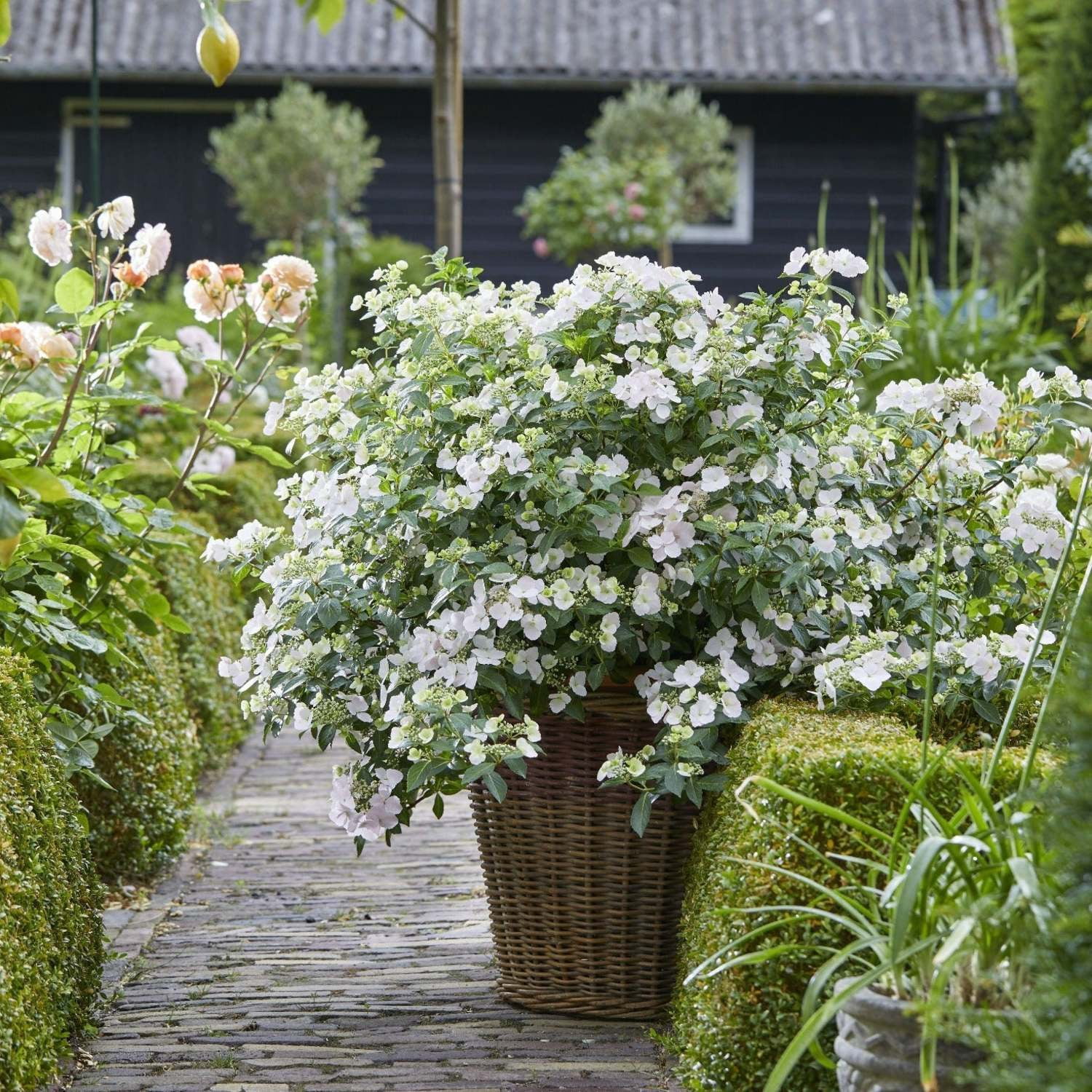 Proven Winners ColorChoice 5" White Fairytrail Bride Cascade Hydrangea Live Plant in 4.5" Pot (4 Count)
