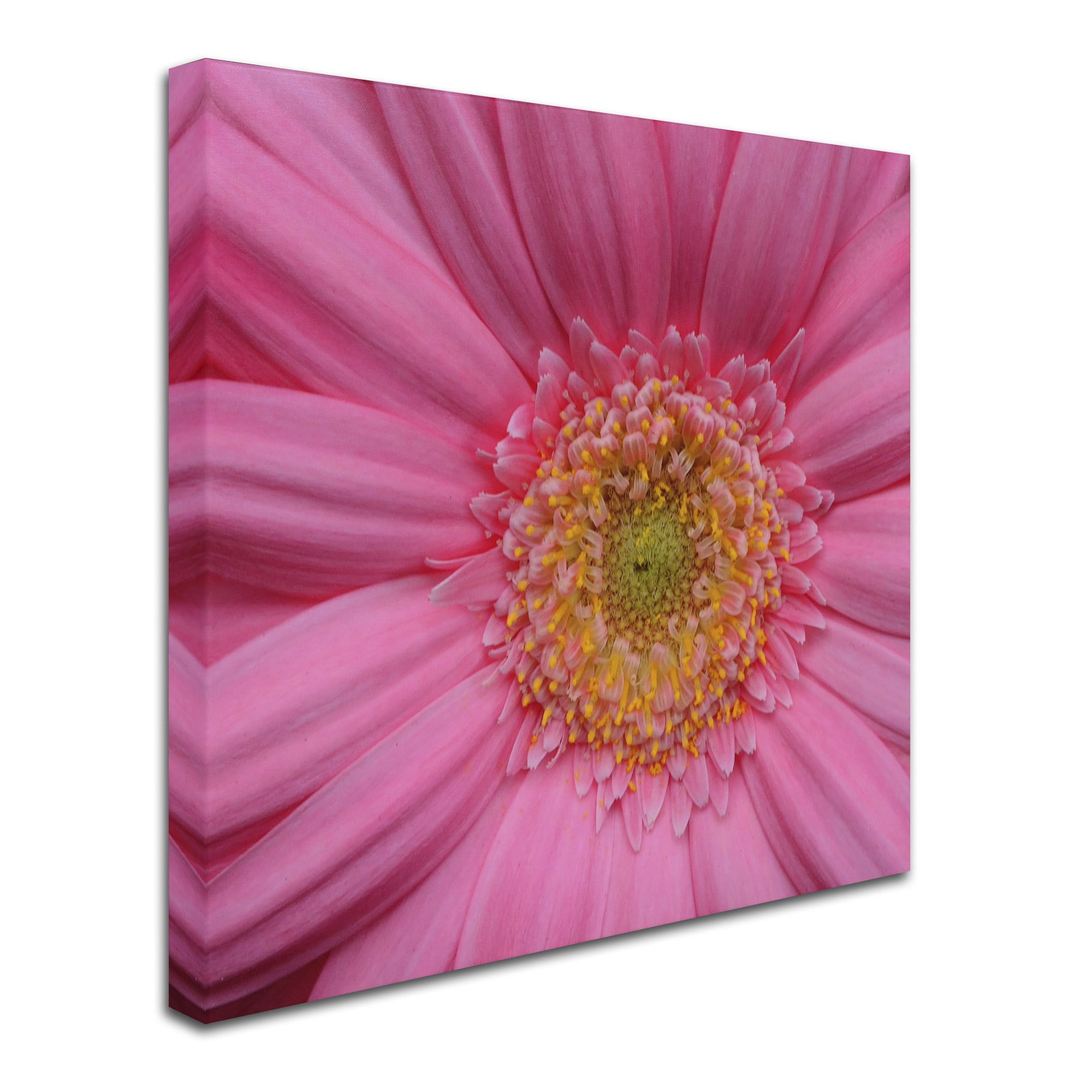 Trademark Fine Art "Pink" Canvas Art by Kurt Shaffer