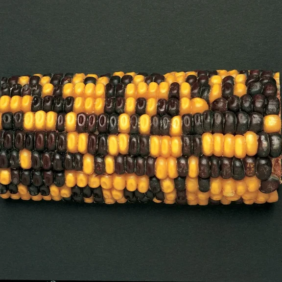 Corn Segregating Ear, R Color Alleles 1:1