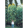American Giants hybrid Sunflower seeds 50 seedsAmerican Giants hybrid